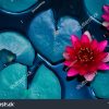 stock-photo-red-lotus-water-lily-blooming-on-water-surface-and-dark-blue-leaves-toned-purity-nature-background-1166657182